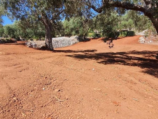 terreno agricolo in vendita ad Ostuni