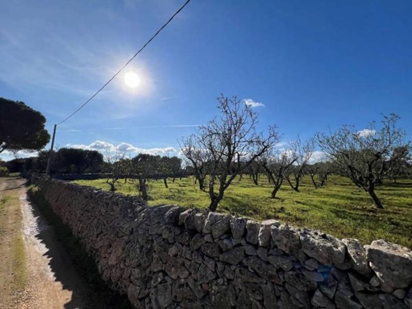 terreno agricolo in vendita ad Ostuni