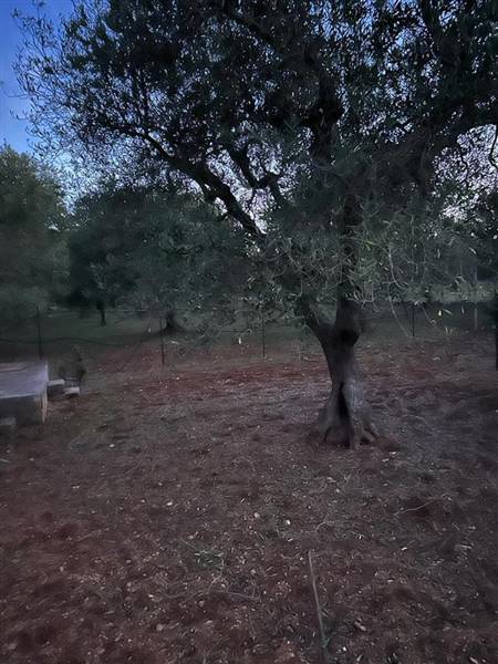 terreno agricolo in vendita ad Ostuni