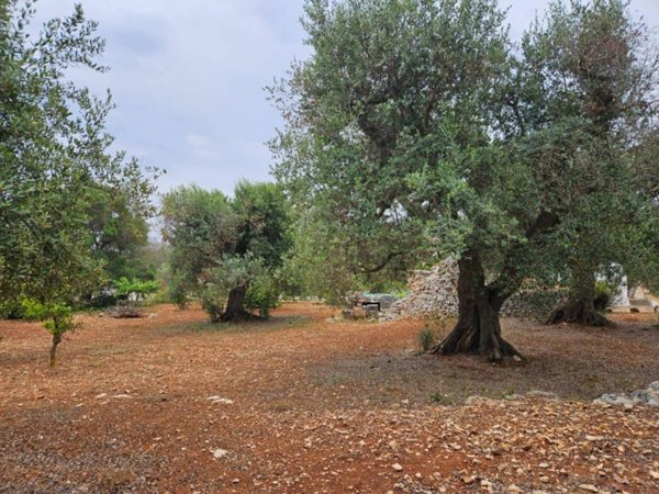 terreno agricolo in vendita ad Ostuni