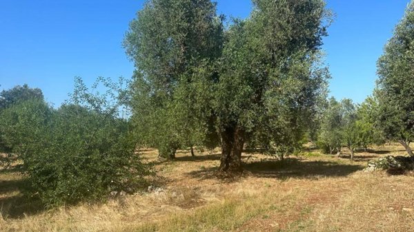 casa indipendente in vendita ad Ostuni