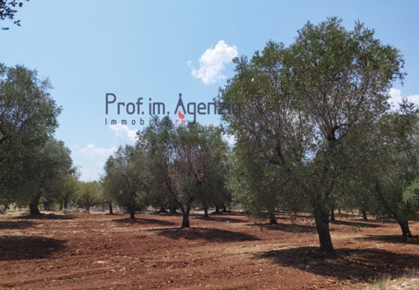 negozio in vendita ad Ostuni