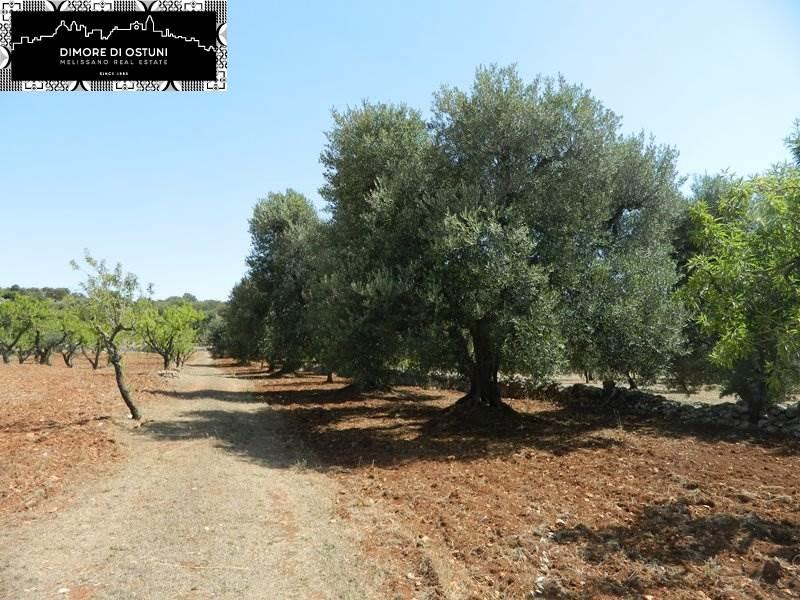 terreno agricolo in vendita ad Ostuni
