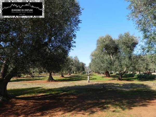 terreno agricolo in vendita ad Ostuni