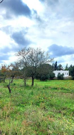 terreno agricolo in vendita ad Ostuni