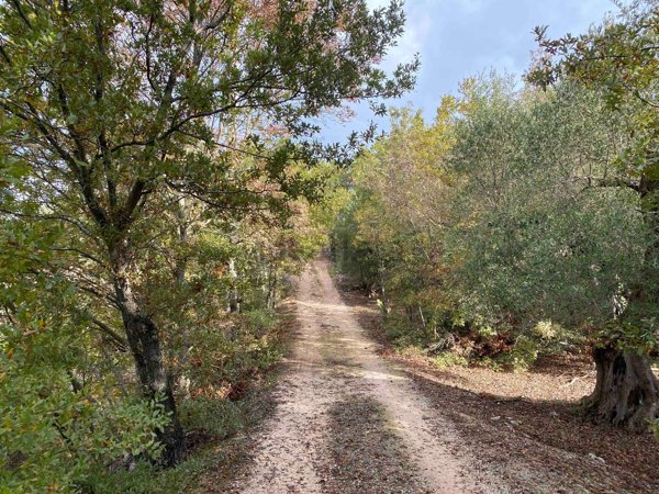 pentavano in vendita ad Ostuni