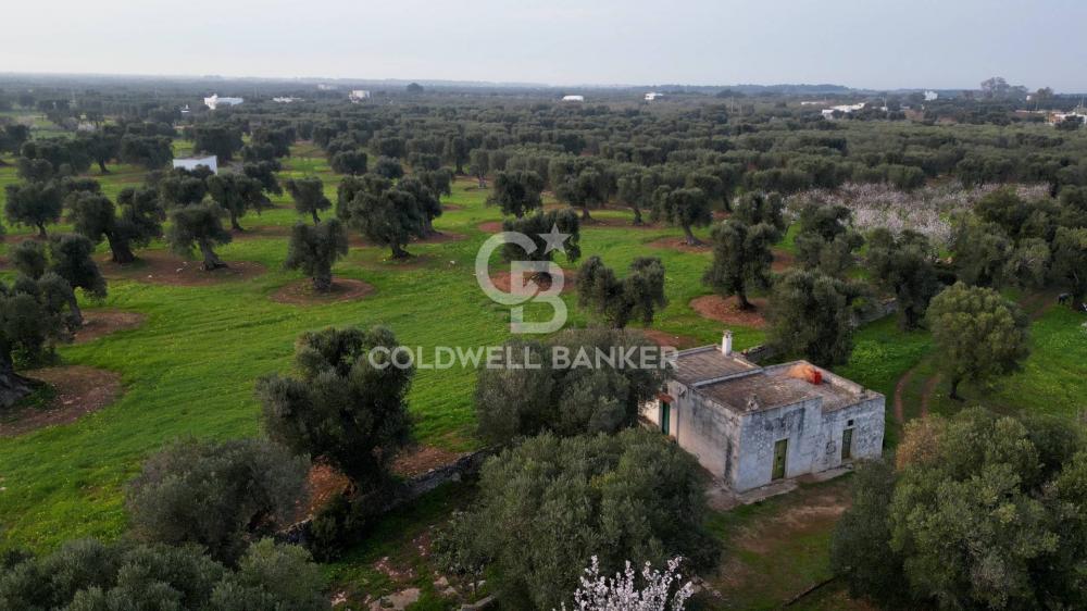 terreno agricolo in vendita ad Ostuni