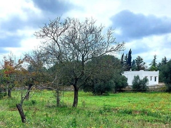terreno agricolo in vendita ad Ostuni