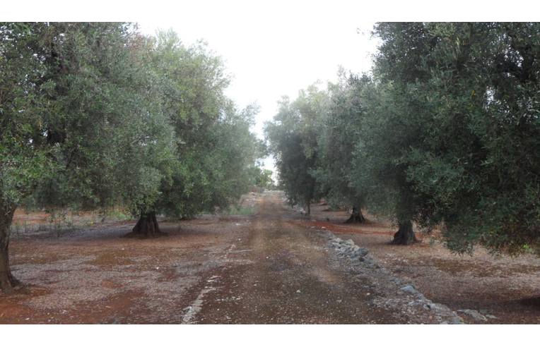 terreno agricolo in vendita ad Ostuni