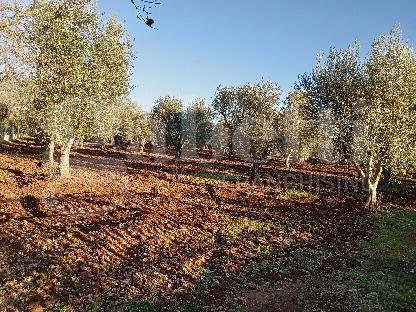 terreno agricolo in vendita ad Ostuni