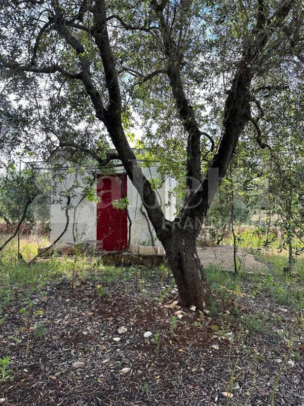 terreno agricolo in vendita ad Ostuni
