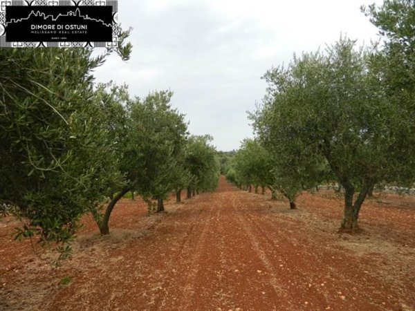 terreno agricolo in vendita ad Ostuni