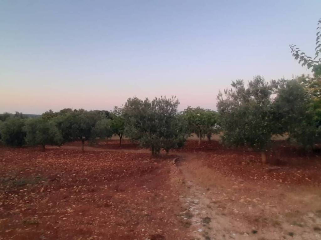 terreno agricolo in vendita ad Ostuni