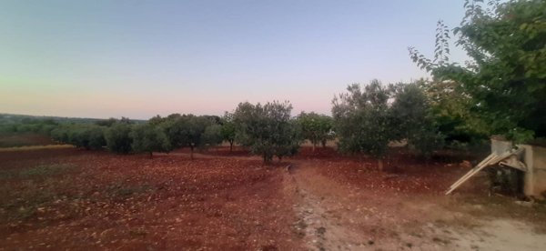 terreno edificabile in vendita ad Ostuni