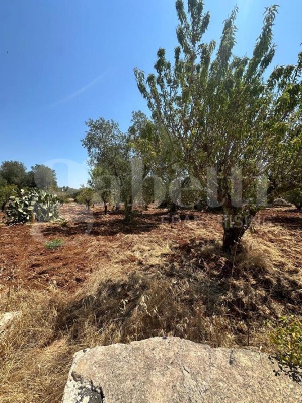 terreno agricolo in vendita ad Ostuni