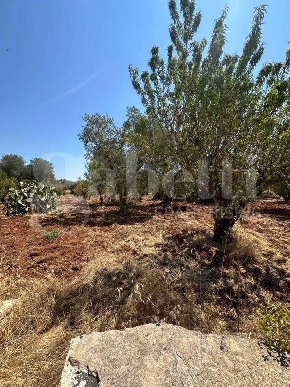 terreno agricolo in vendita ad Ostuni