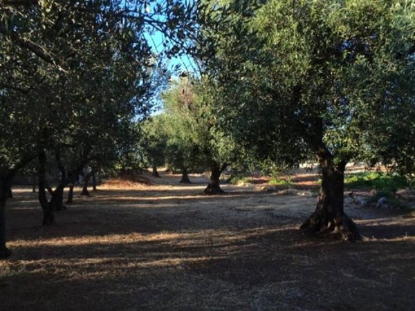 terreno agricolo in vendita ad Ostuni