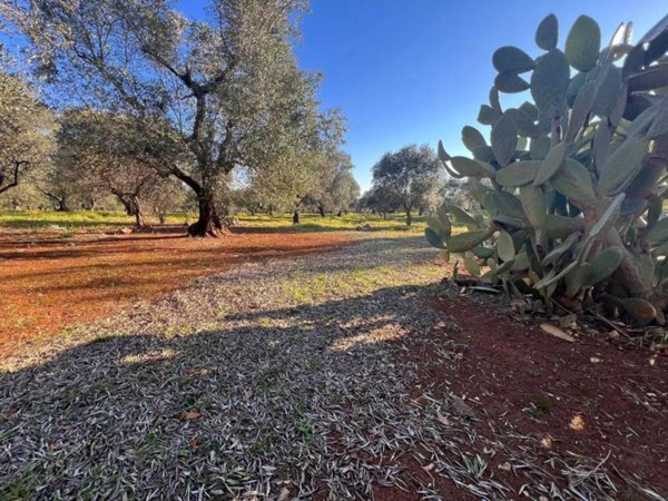 terreno agricolo in vendita ad Ostuni