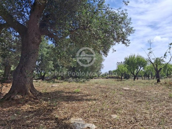terreno agricolo in vendita ad Ostuni