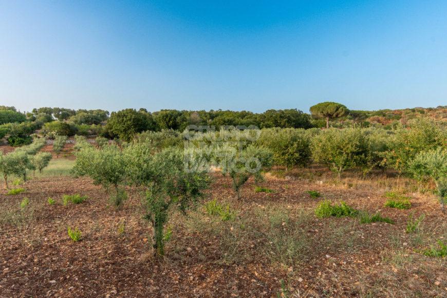 terreno agricolo in vendita ad Ostuni