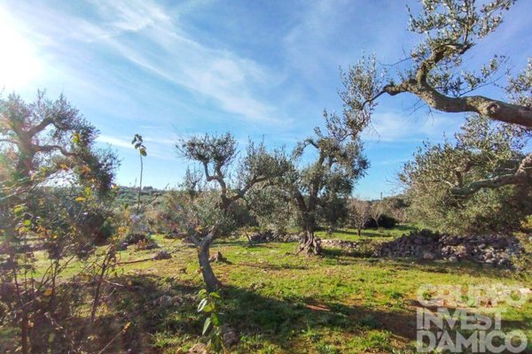 terreno agricolo in vendita ad Ostuni