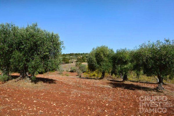 terreno agricolo in vendita ad Ostuni