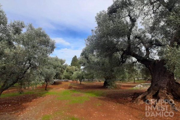 terreno agricolo in vendita ad Ostuni