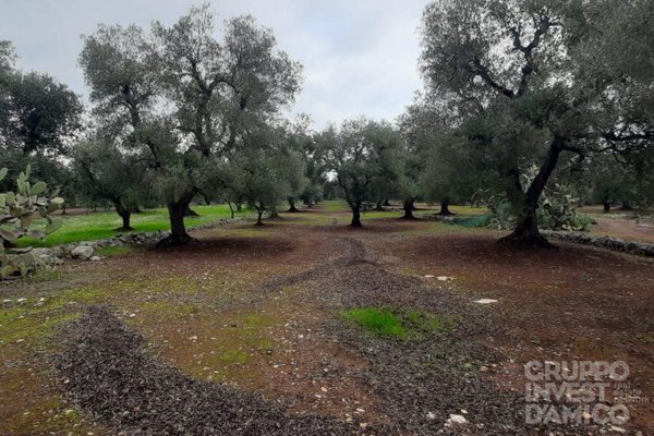 terreno agricolo in vendita ad Ostuni