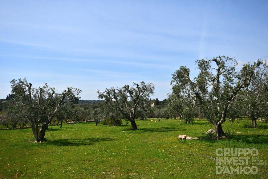 terreno agricolo in vendita ad Ostuni