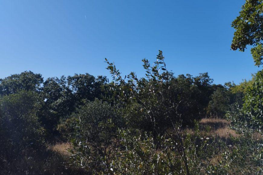 terreno agricolo in vendita ad Ostuni