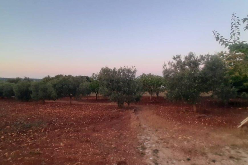 terreno agricolo in vendita ad Ostuni