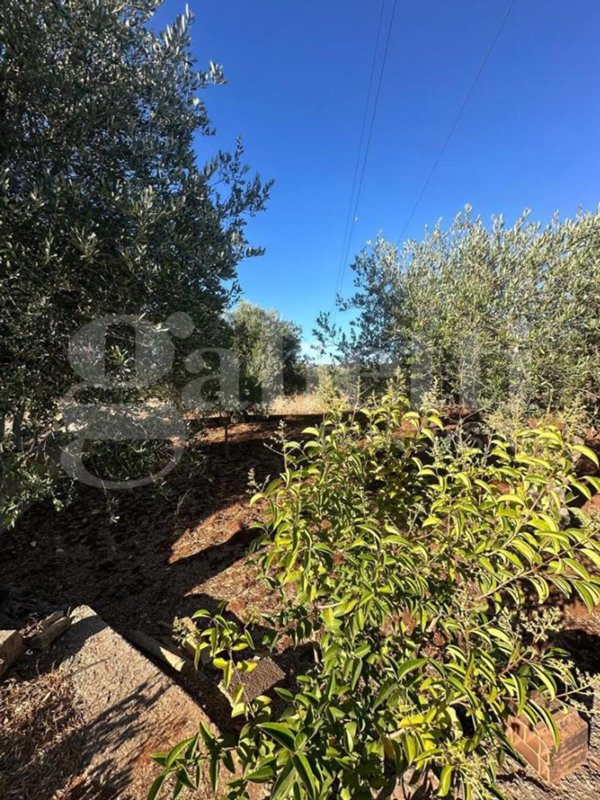 terreno agricolo in vendita ad Ostuni
