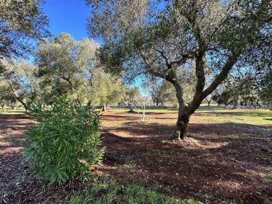 casa indipendente in vendita ad Ostuni