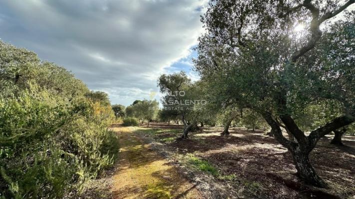 negozio in vendita ad Ostuni