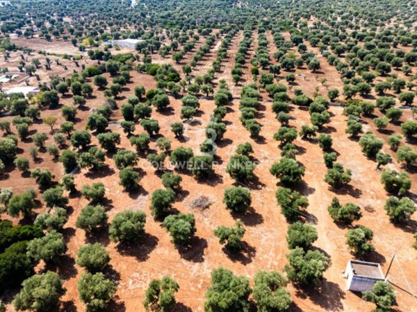 terreno agricolo in vendita ad Ostuni