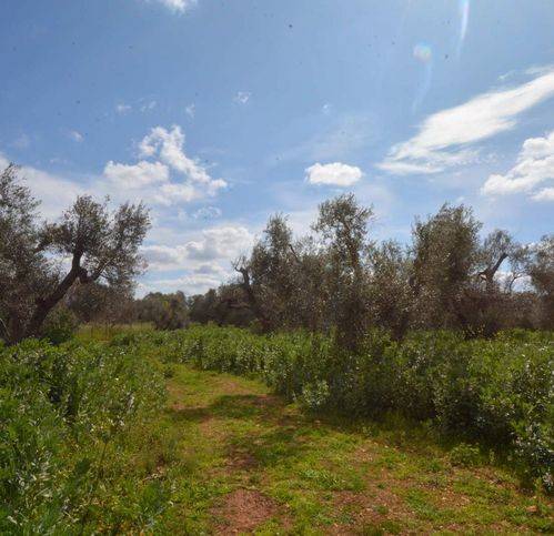 terreno agricolo in vendita ad Ostuni