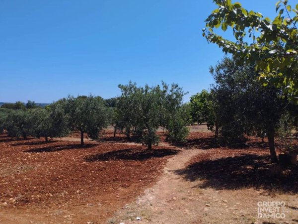 terreno agricolo in vendita ad Ostuni