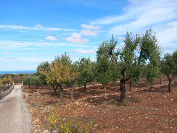 terreno agricolo in vendita ad Ostuni