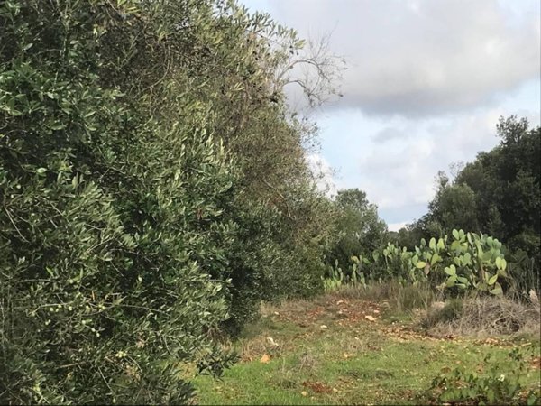 terreno agricolo in vendita ad Ostuni