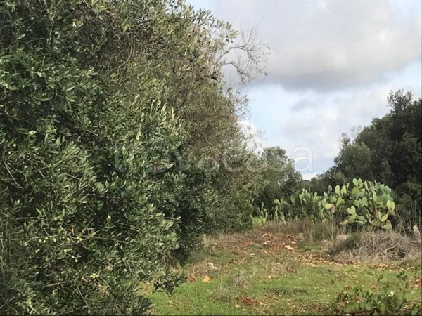 terreno agricolo in vendita ad Ostuni