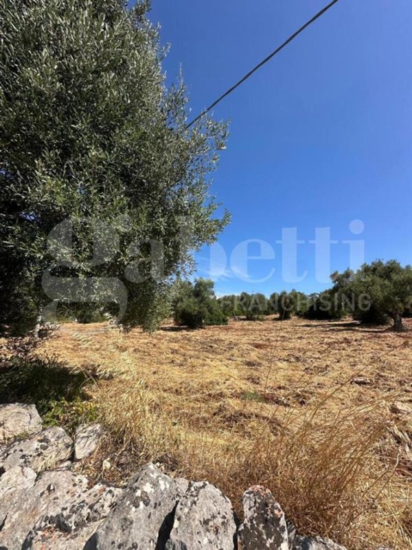 terreno agricolo in vendita ad Ostuni