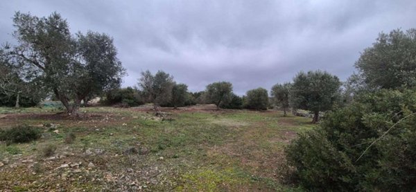 terreno agricolo in vendita ad Ostuni