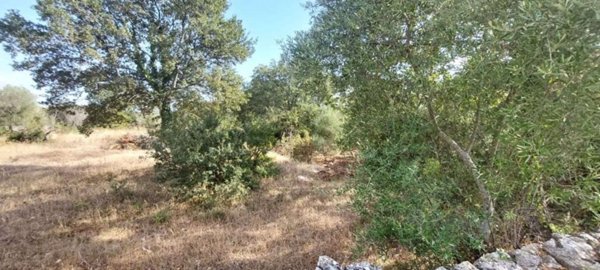 terreno agricolo in vendita ad Ostuni