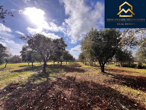 terreno agricolo in vendita ad Ostuni
