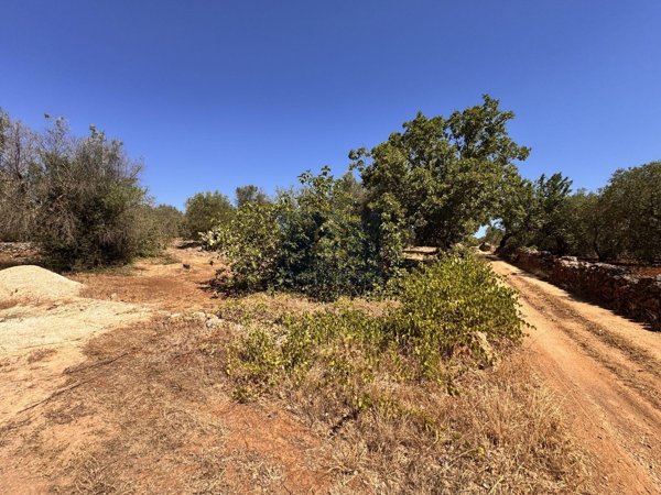 terreno edificabile in vendita ad Ostuni