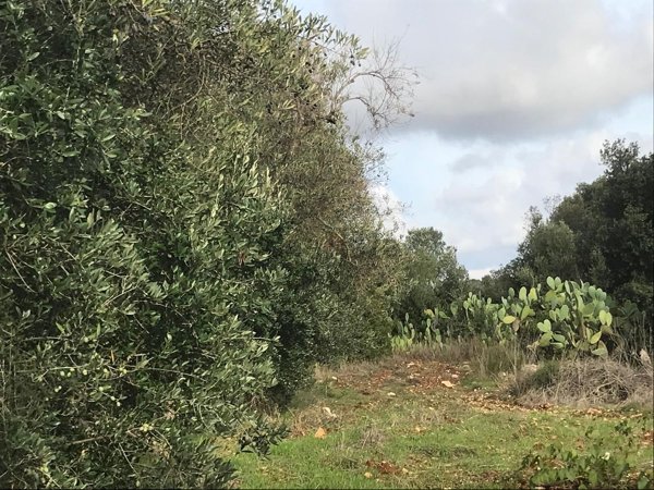terreno agricolo in vendita ad Ostuni