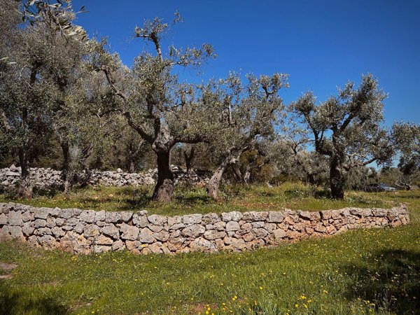 terreno edificabile in vendita ad Ostuni