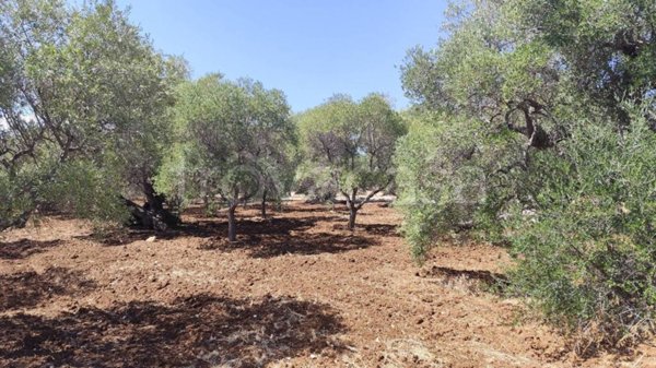 terreno agricolo in vendita ad Ostuni