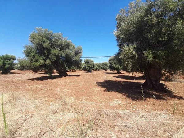 terreno agricolo in vendita ad Ostuni in zona Rosa Marina