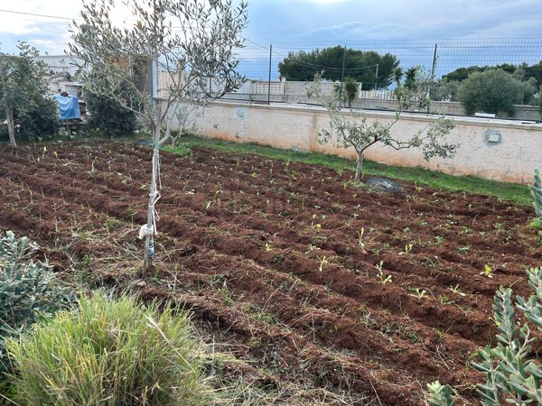 terreno agricolo in vendita ad Ostuni